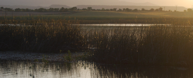 A murky lake with plants and hills in the background