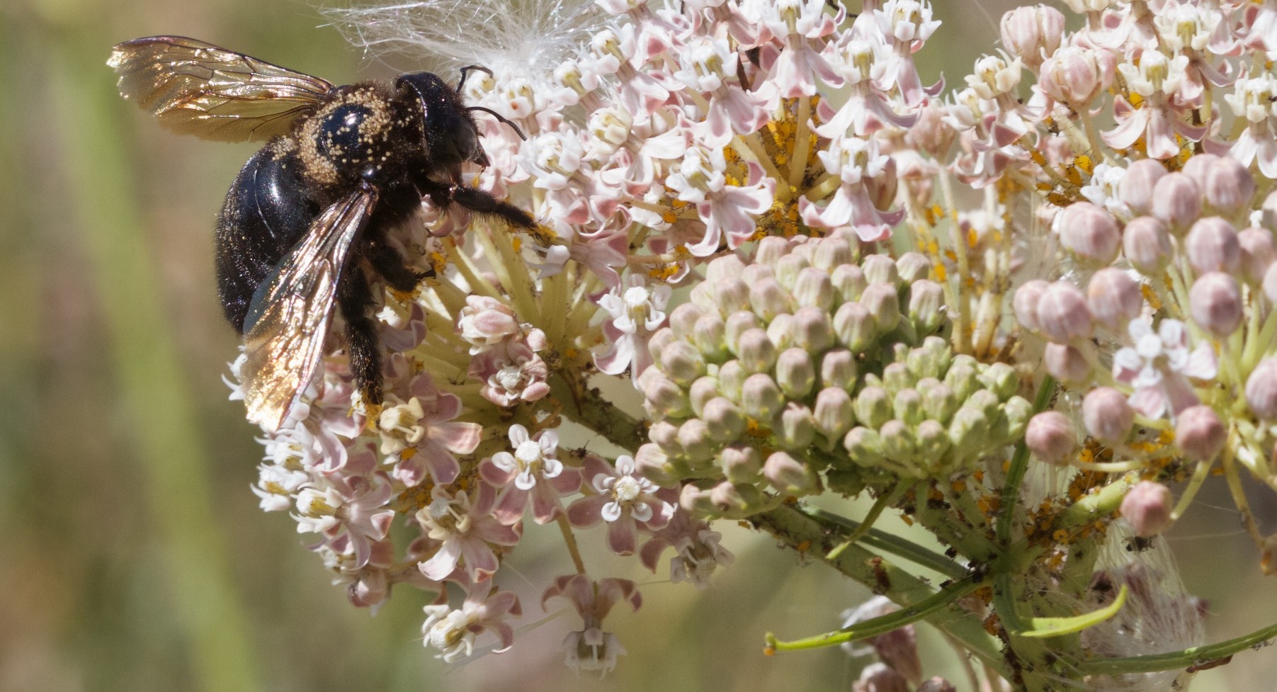A photo of showy milkweed with a native bee on it.