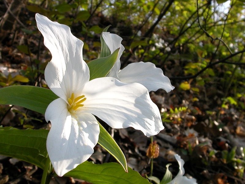 Trillium flower Photo CC by Steve Drolet’