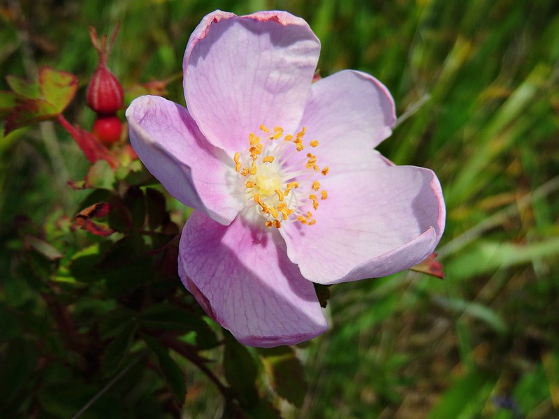 Nootka Rose Photo cc by Alanah Nasadyk
