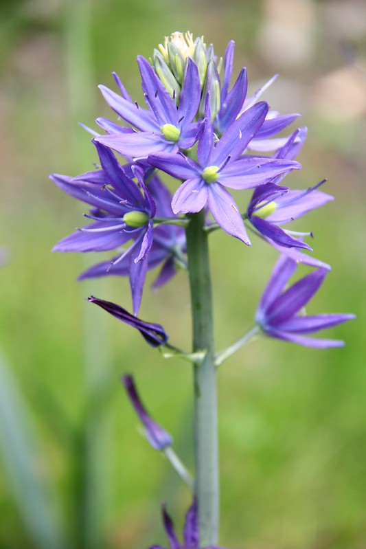 Camas Flower Photo CC by WSU