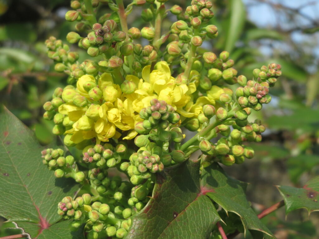 Mahonia aquifolium CC by Andreas Rockstein (1)