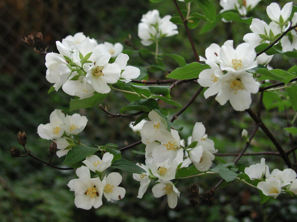 Philadelphus lewisii CC by Linda McMahan, Oregon State University